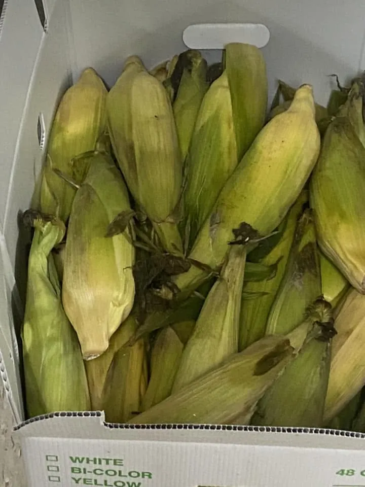 A crate of fresh sweet corn for the free food boxes